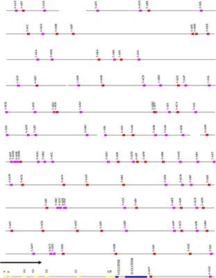 Structure and Diversity of the Rhesus Macaque Immunoglobulin Loci through Multiple De Novo Genome Assemblies